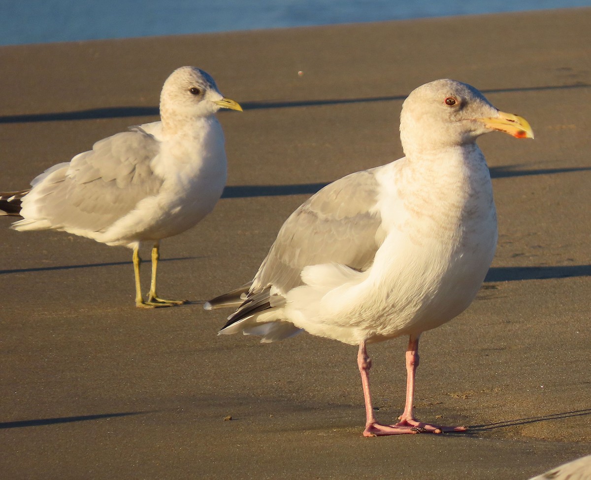 Western x Glaucous-winged Gull (hybrid) - ML645998006