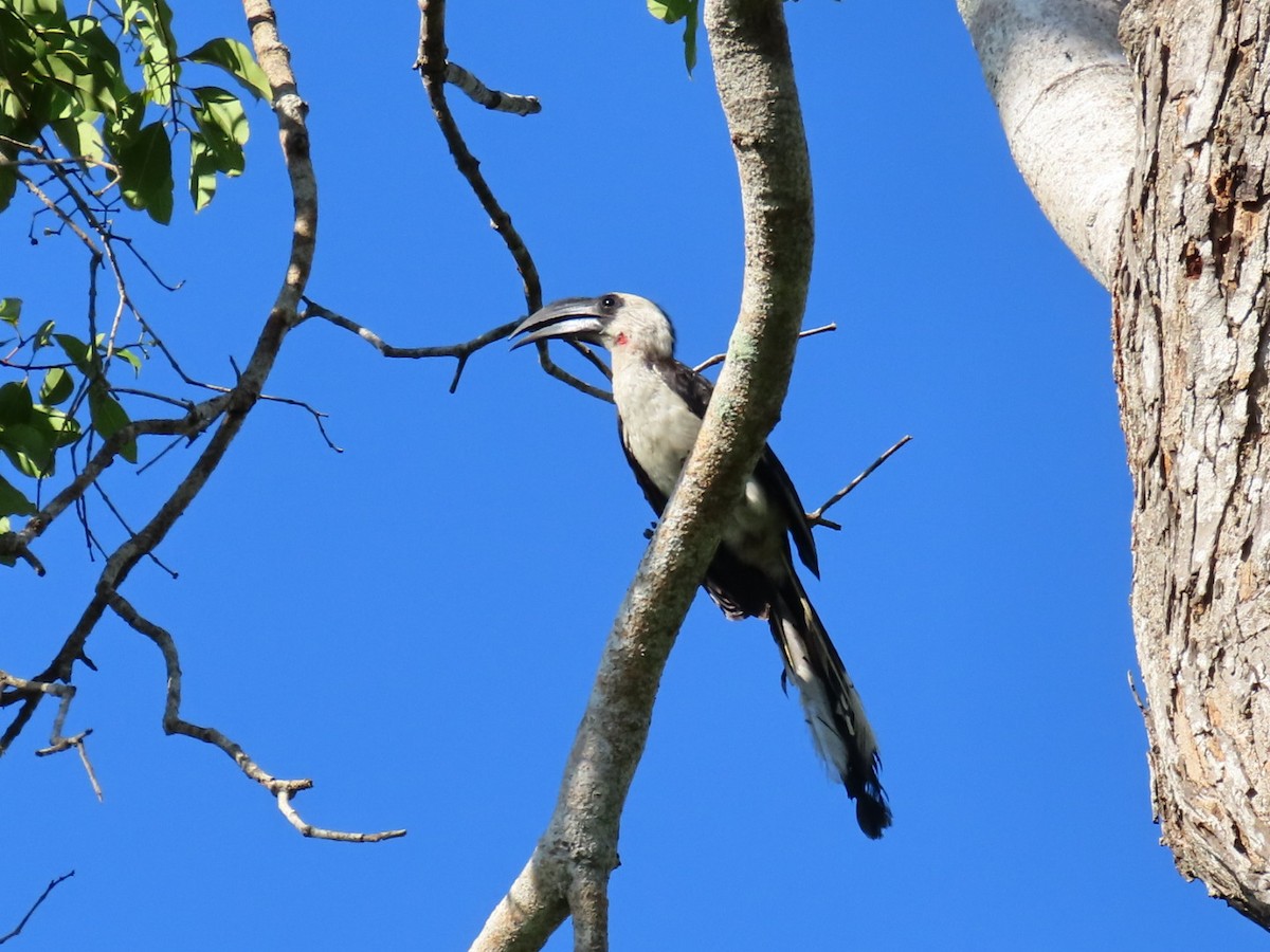 Von der Decken's Hornbill - ML645998007