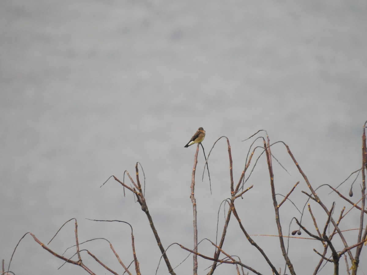 Southern Rough-winged Swallow - ML645998008