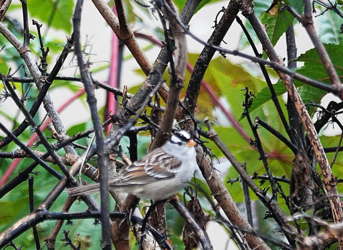 White-crowned Sparrow - ML645998014