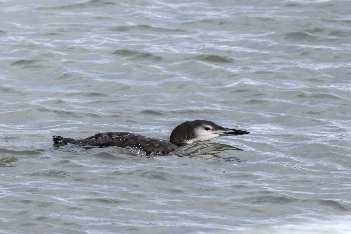 Common Loon - ML645998015