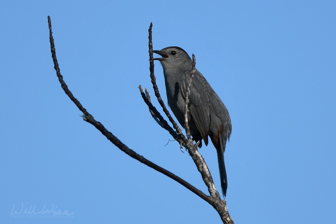 Gray Catbird - ML645998017