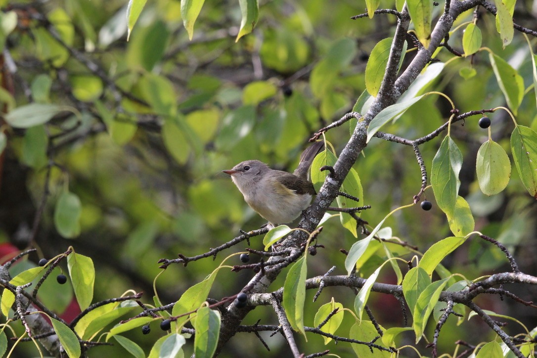 American Redstart - ML645998018