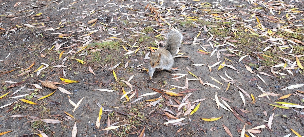 Eastern Gray Squirrel - ML645998019