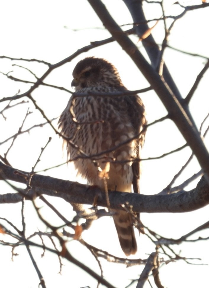 Cooper's Hawk - ML645998021