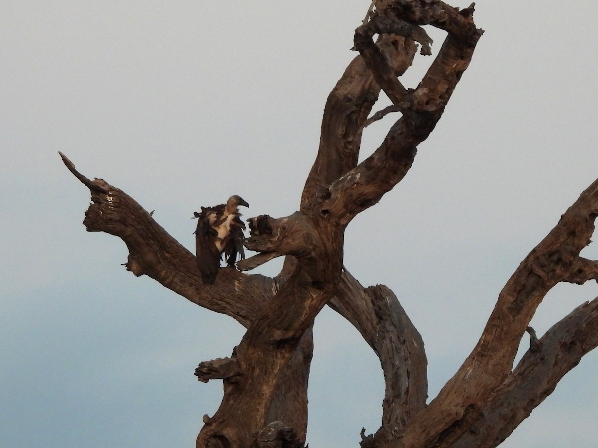 White-backed Vulture - ML645998022