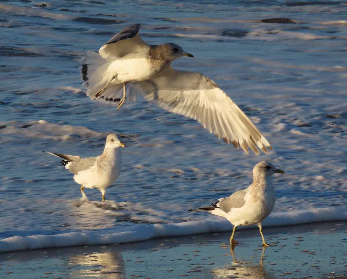 Short-billed Gull - ML645998024