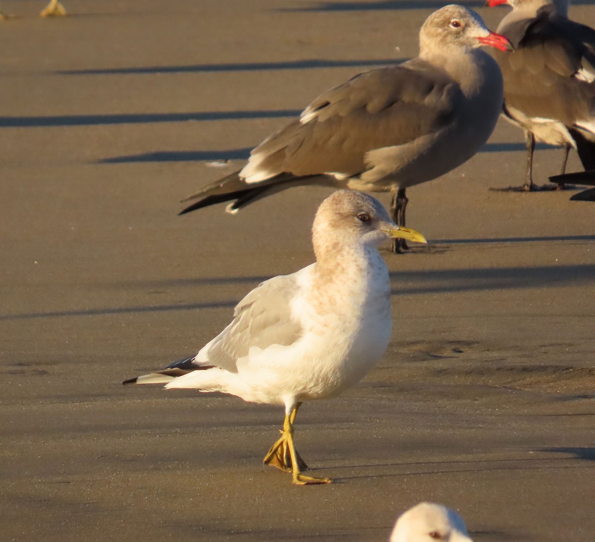 Short-billed Gull - ML645998025