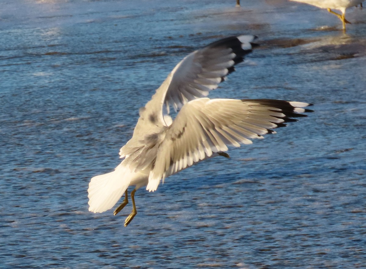 Short-billed Gull - ML645998026