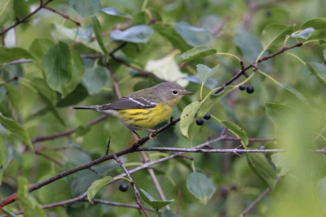 Magnolia Warbler - ML645998028