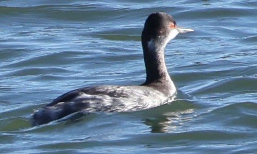 黑頸鸊鷉 - ML645998029