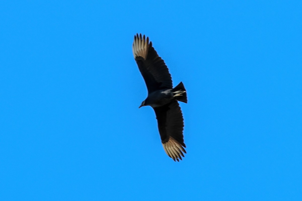 Black Vulture - ML645998030