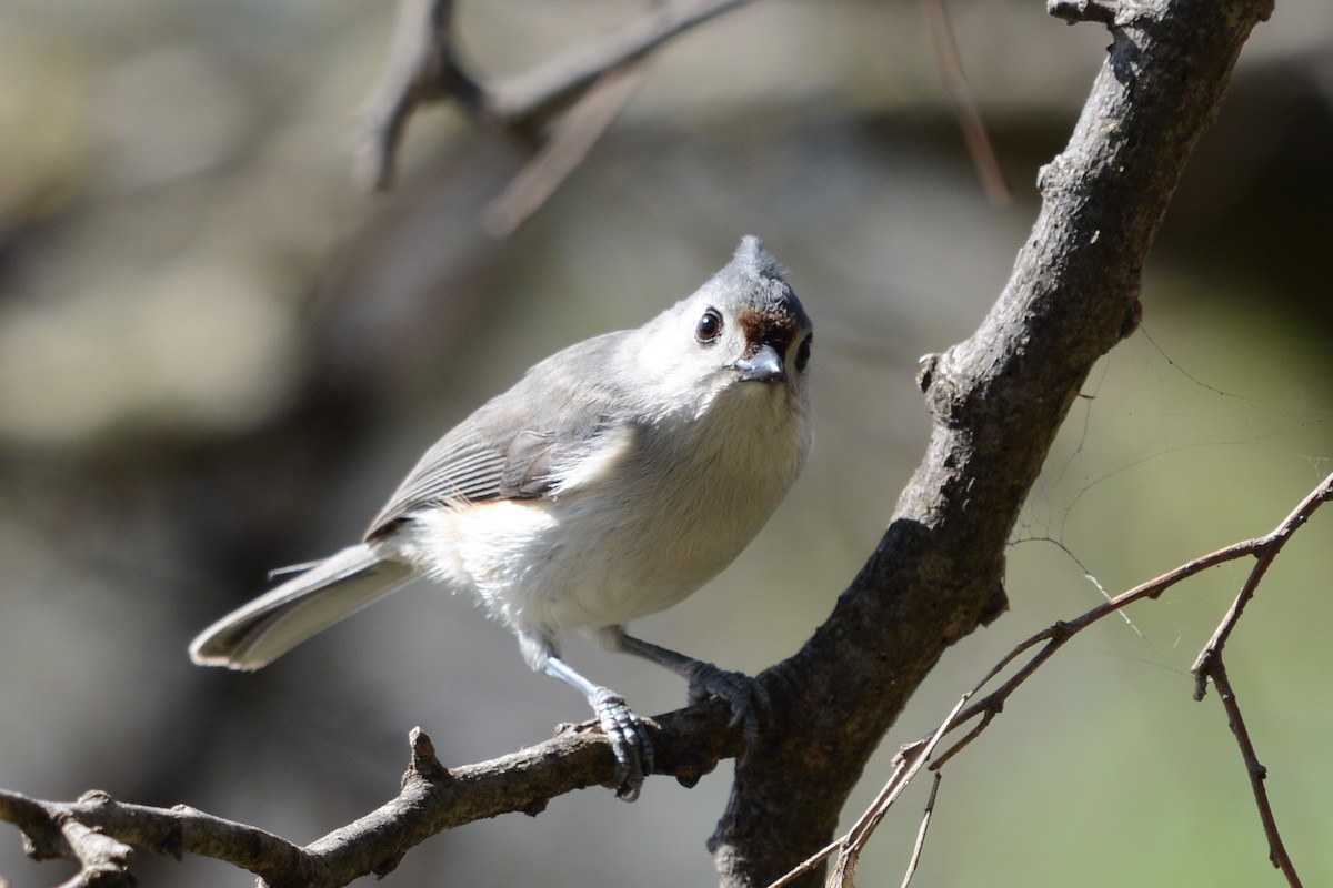 Tufted x Black-crested Titmouse (hybrid) - ML645998031