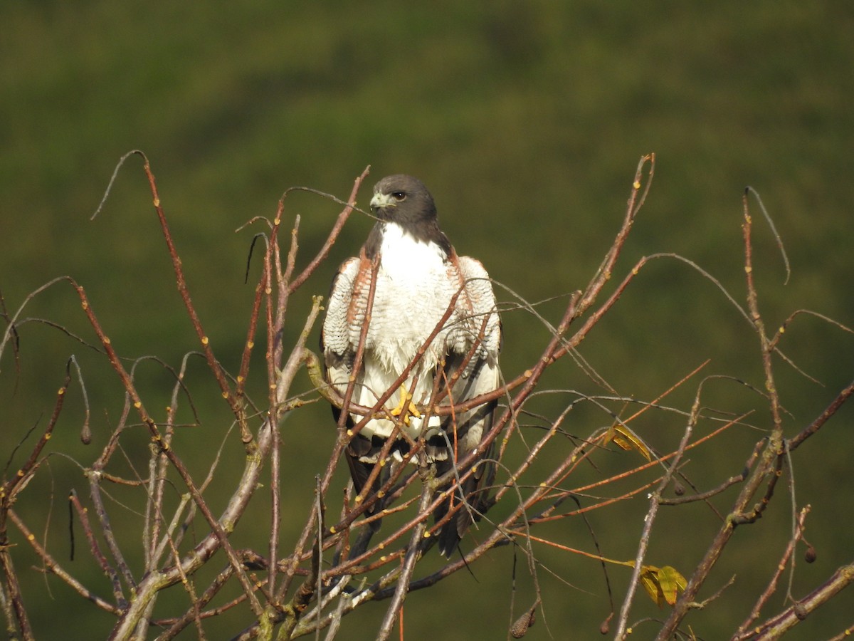 White-tailed Hawk - ML645998032