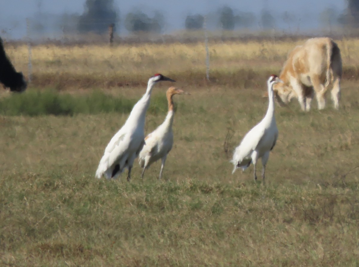 trompettrane - ML645998034