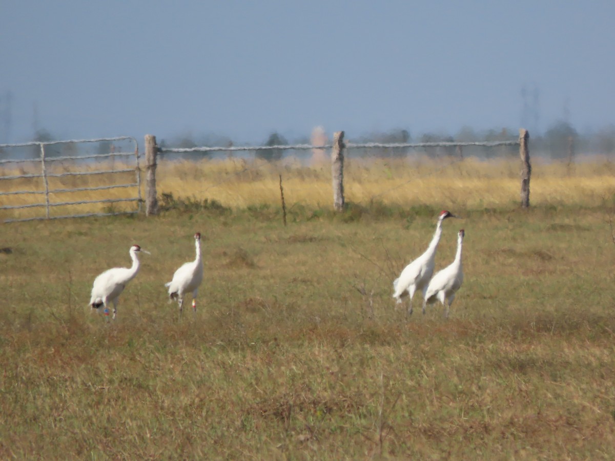 trompettrane - ML645998036