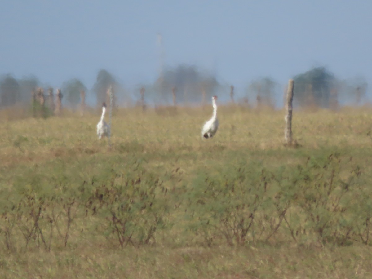 trompettrane - ML645998037