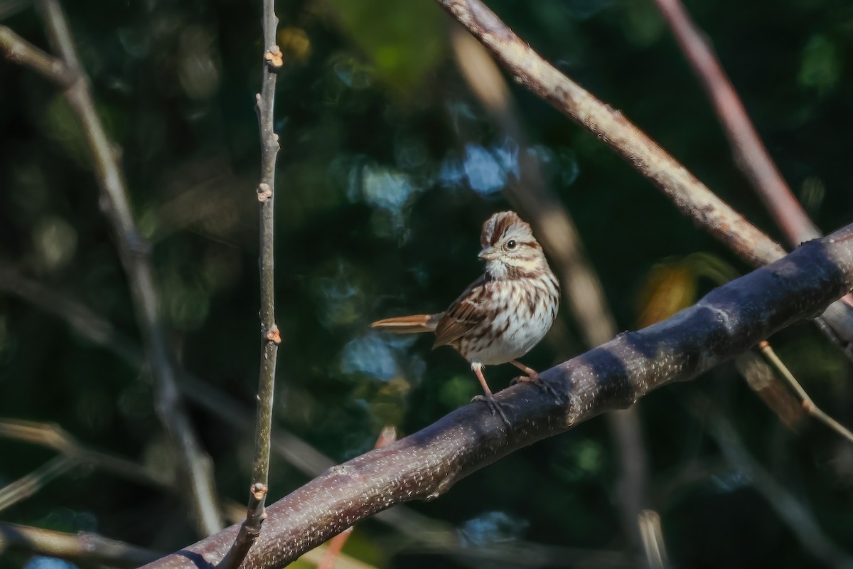 Song Sparrow - ML645998042