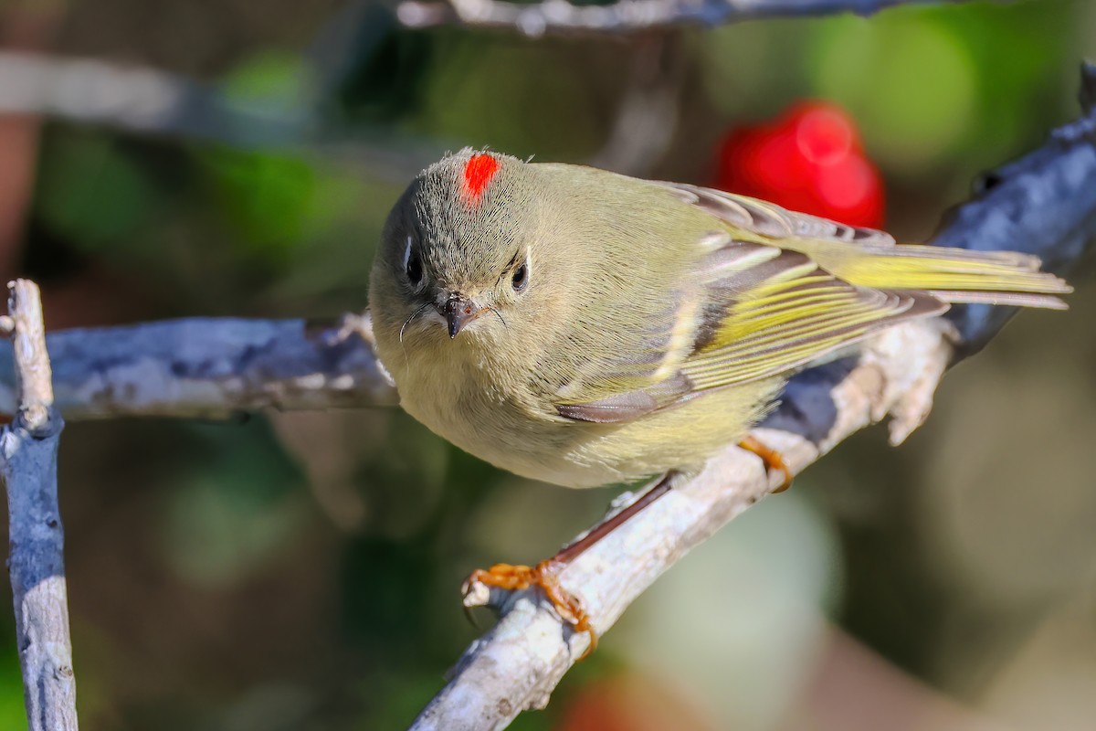 Ruby-crowned Kinglet - ML645998044