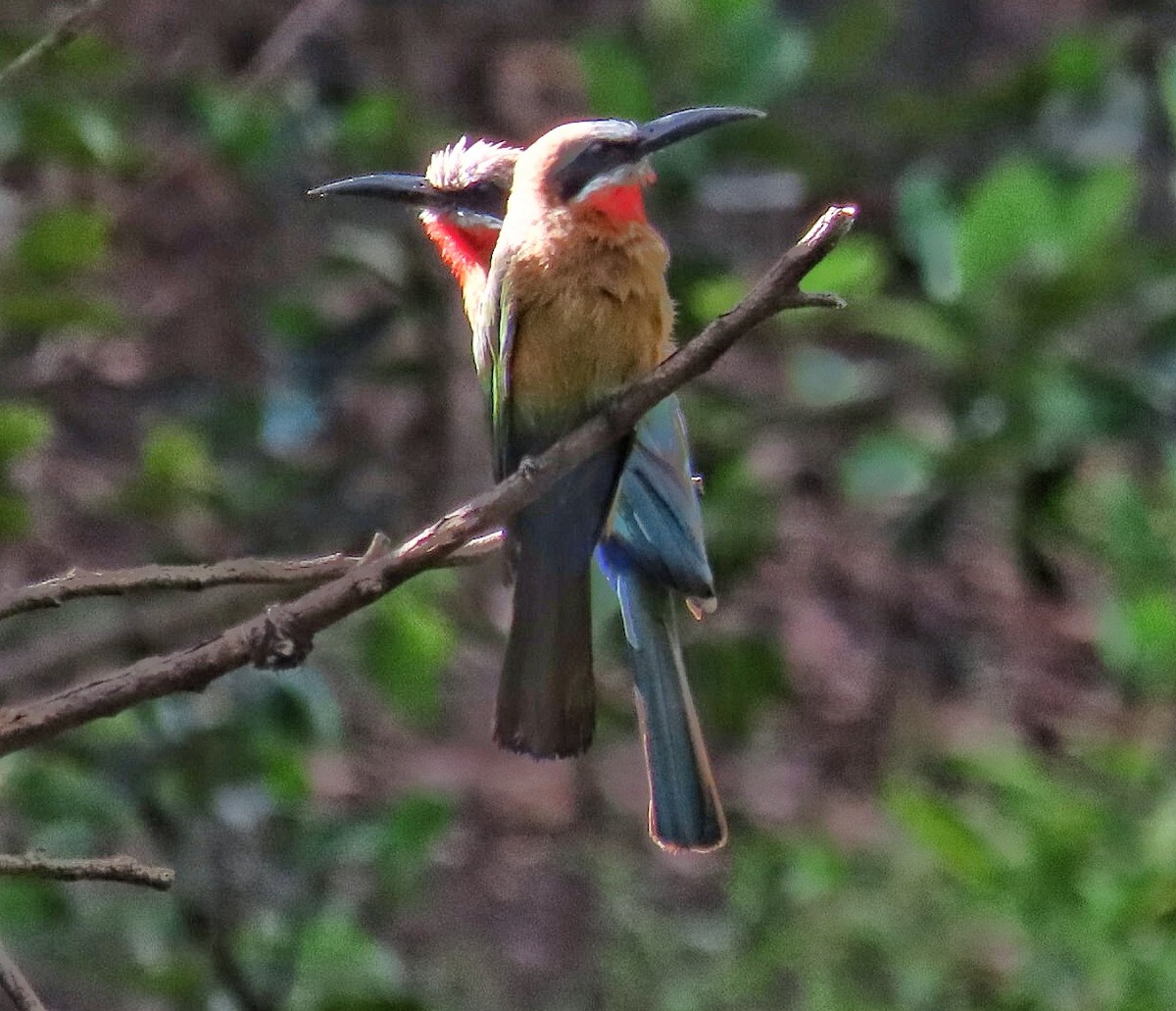 White-fronted Bee-eater - ML645998046