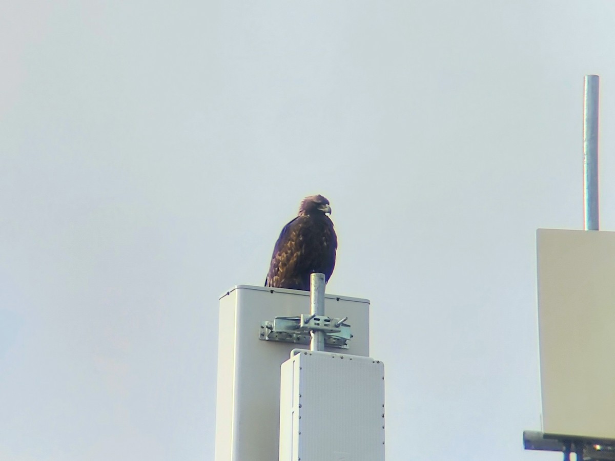 Golden Eagle - ML645998049