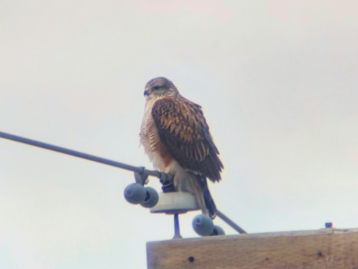 Ferruginous Hawk - ML645998052