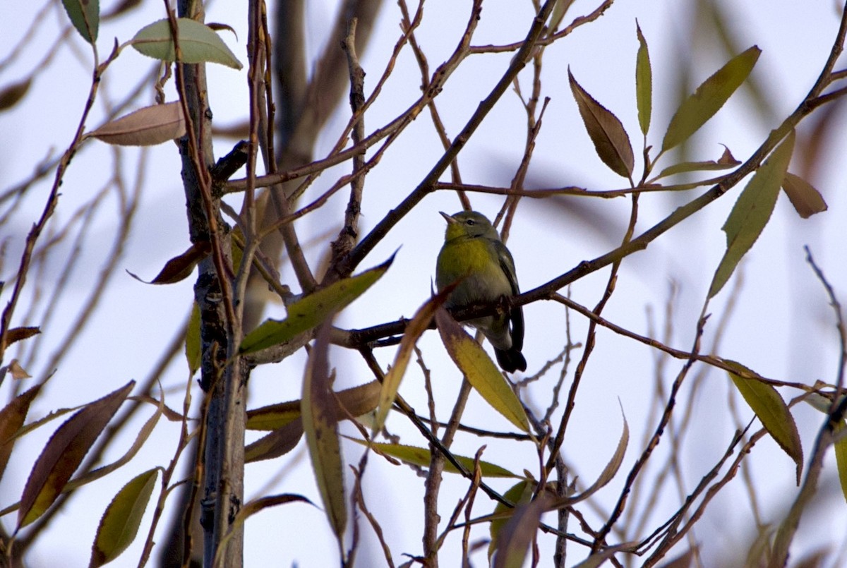 Northern Parula - ML645998053