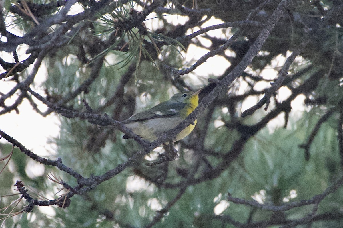 Northern Parula - ML645998054