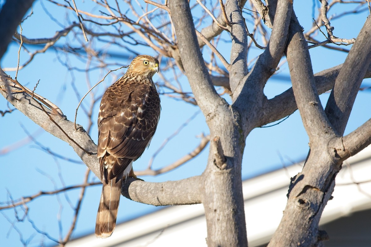 Cooper's Hawk - ML645998055