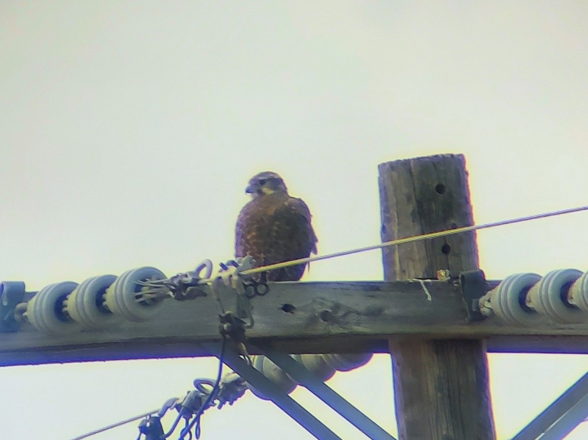 Prairie Falcon - ML645998056