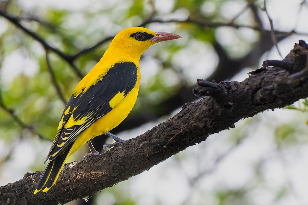 Indian Golden Oriole - ML645998066