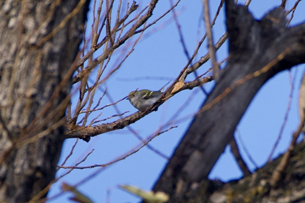Chestnut-sided Warbler - ML645998068