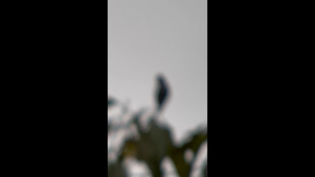 Желтогорлый эполетник - ML645998071