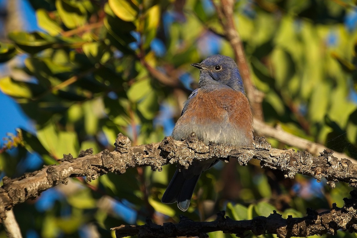 Western Bluebird - ML645998076