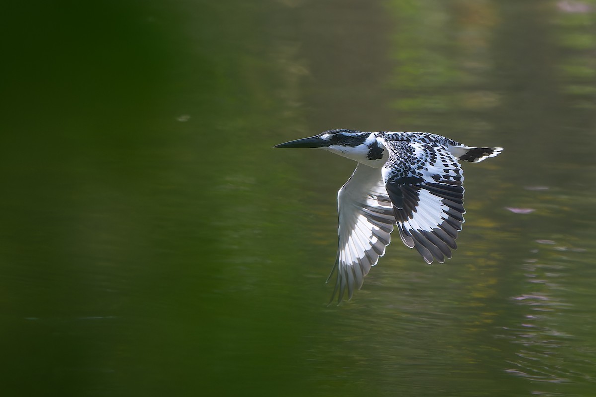 Pied Kingfisher - ML645998077