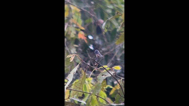 Желтогорлый эполетник - ML645998081