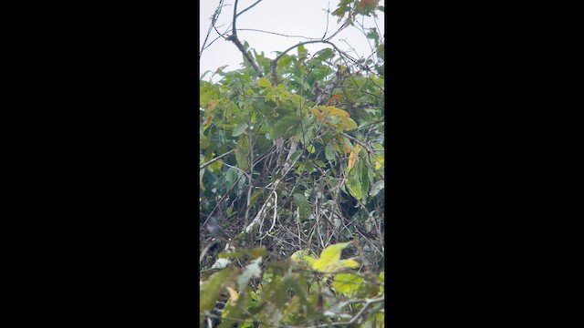 Желтогорлый эполетник - ML645998082