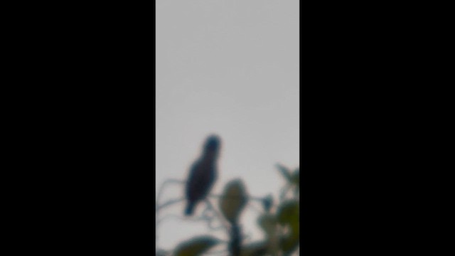 Желтогорлый эполетник - ML645998084