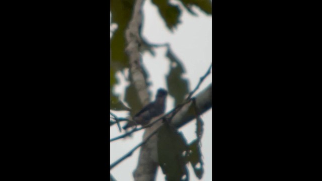 Желтогорлый эполетник - ML645998088