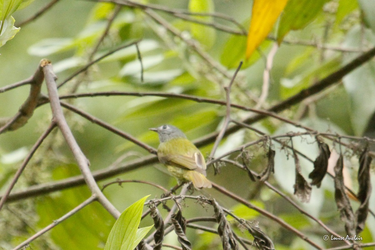 Streak-necked Flycatcher - ML645998097