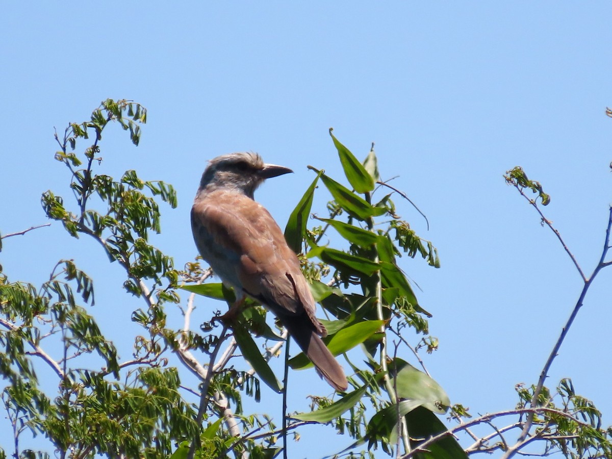 European Roller - ML645998111