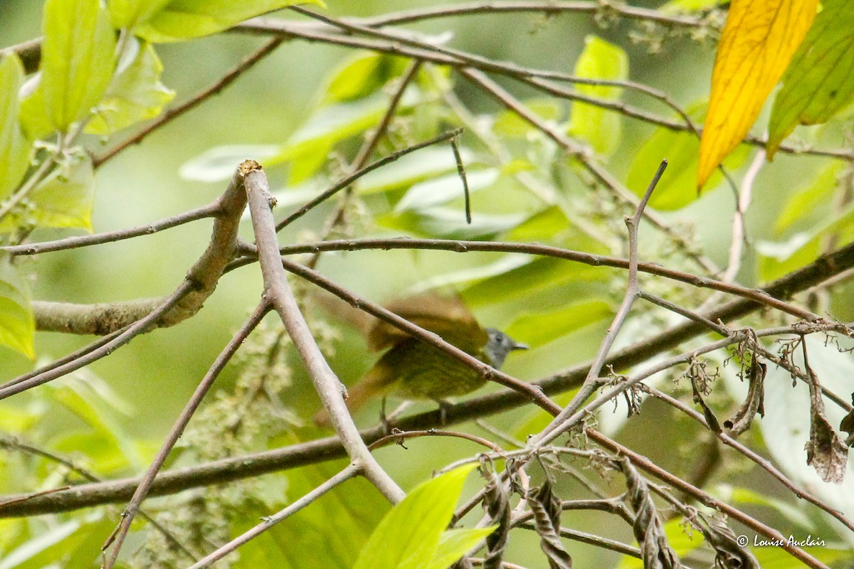 Streak-necked Flycatcher - ML645998117