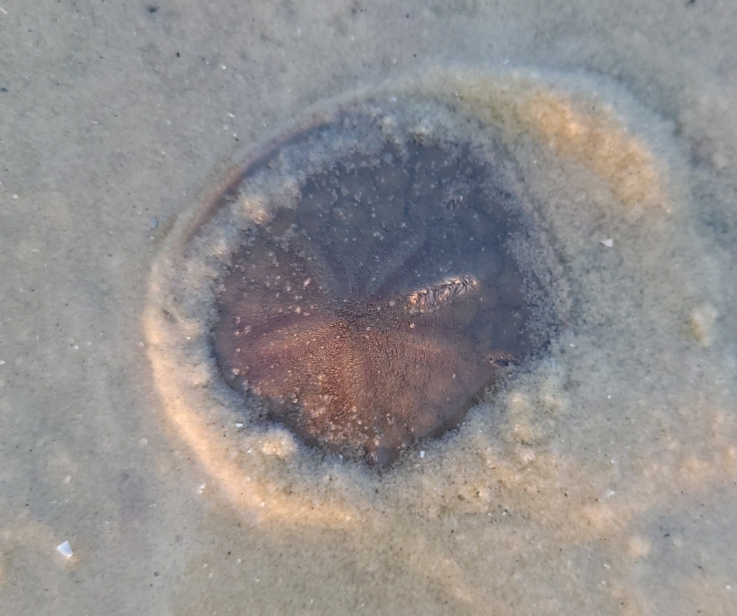 Sand Dollars - ML645998119