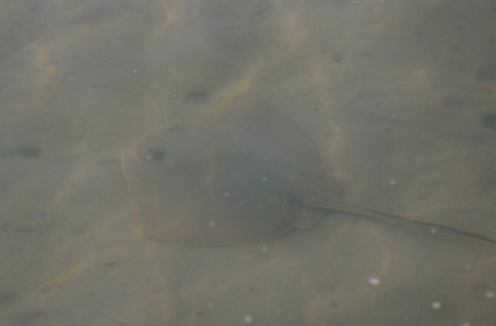 Bluntnose Stingray - ML645998120