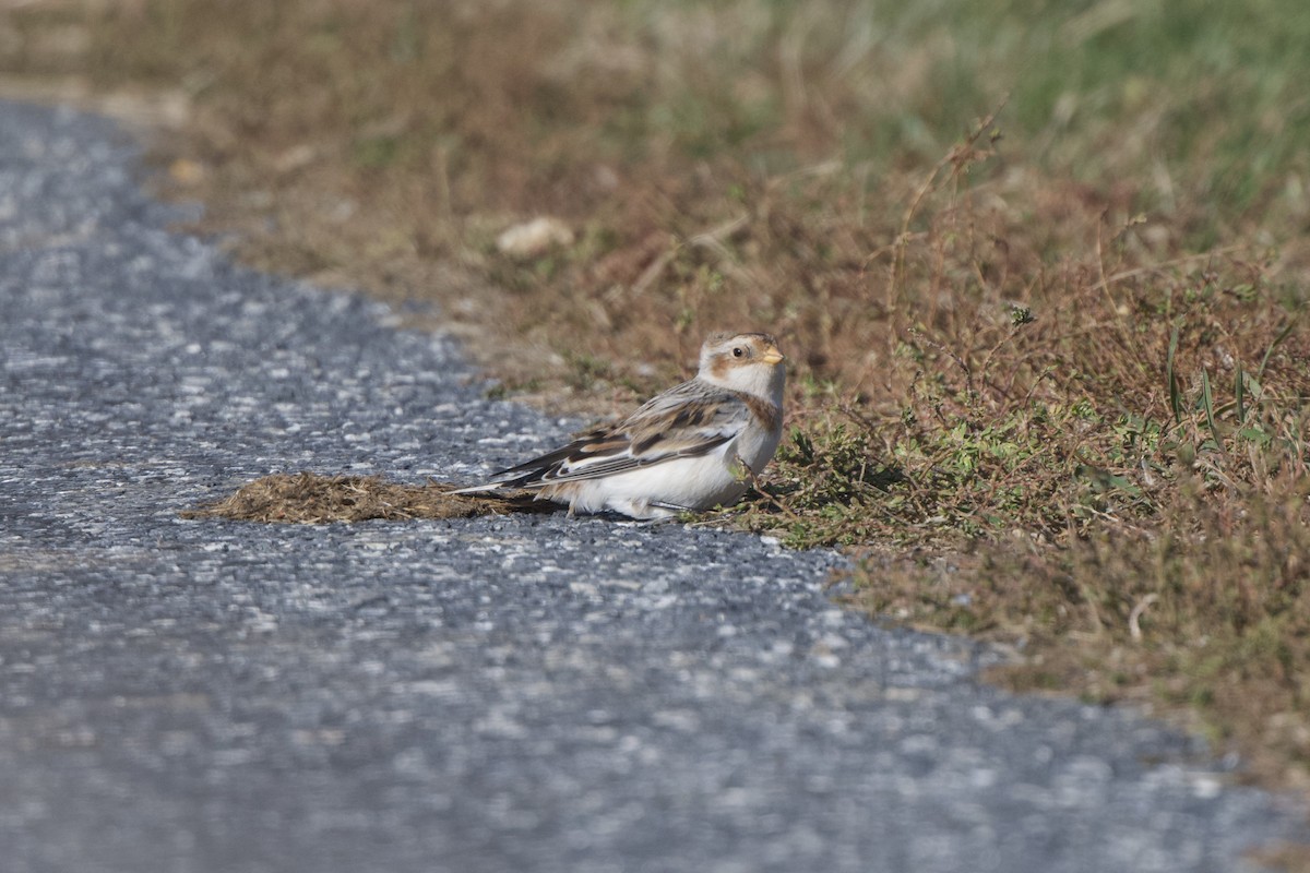 Snow Bunting - ML645998121
