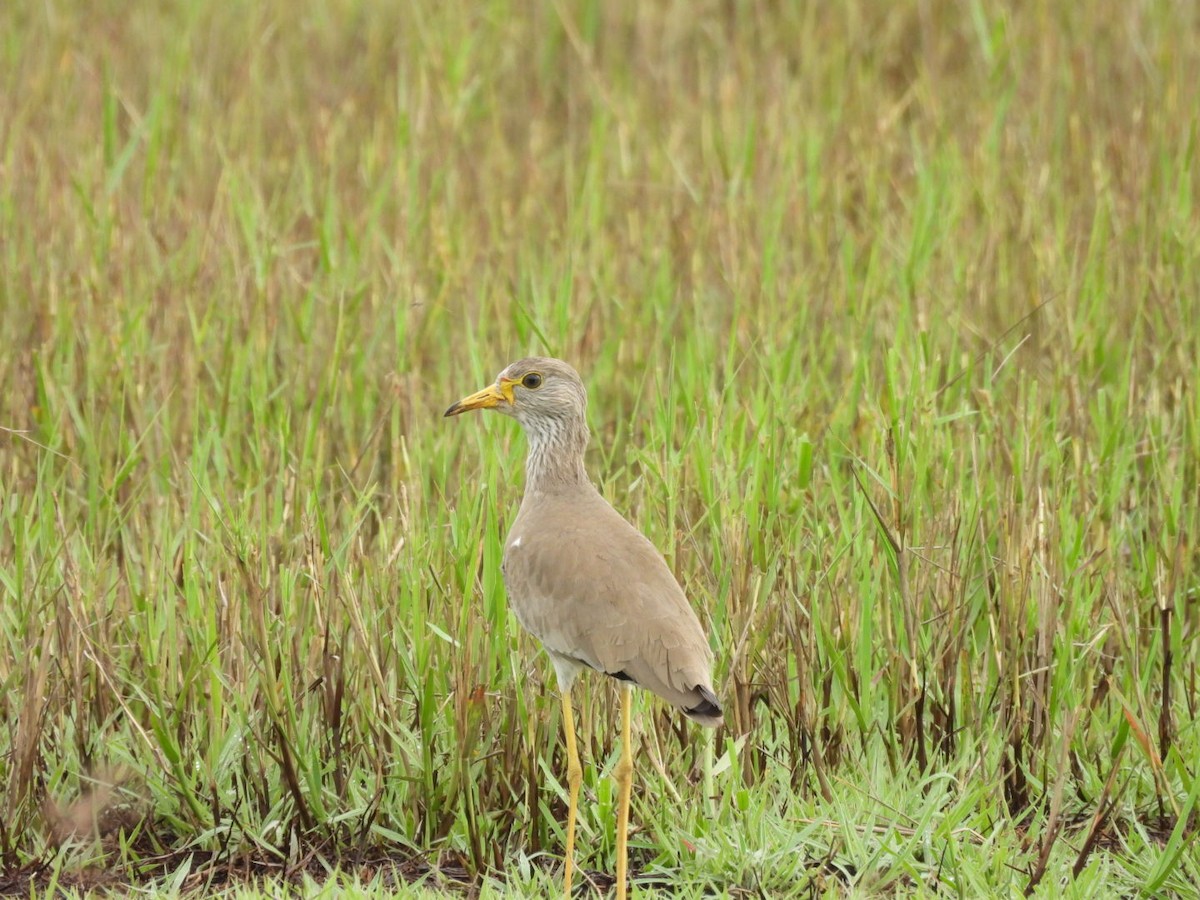 Wattled Lapwing - ML645998122