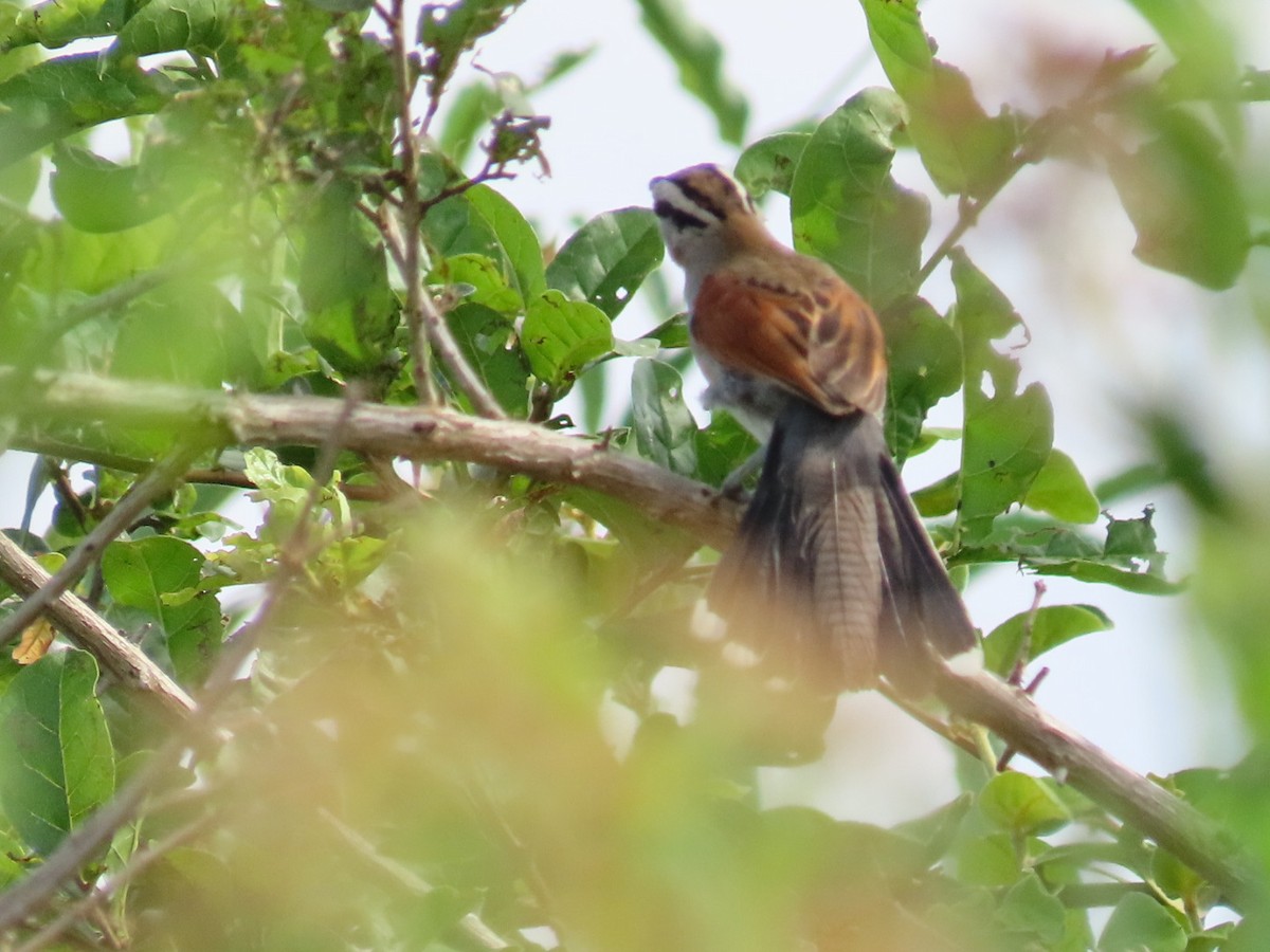 Brown-crowned Tchagra - ML645998132