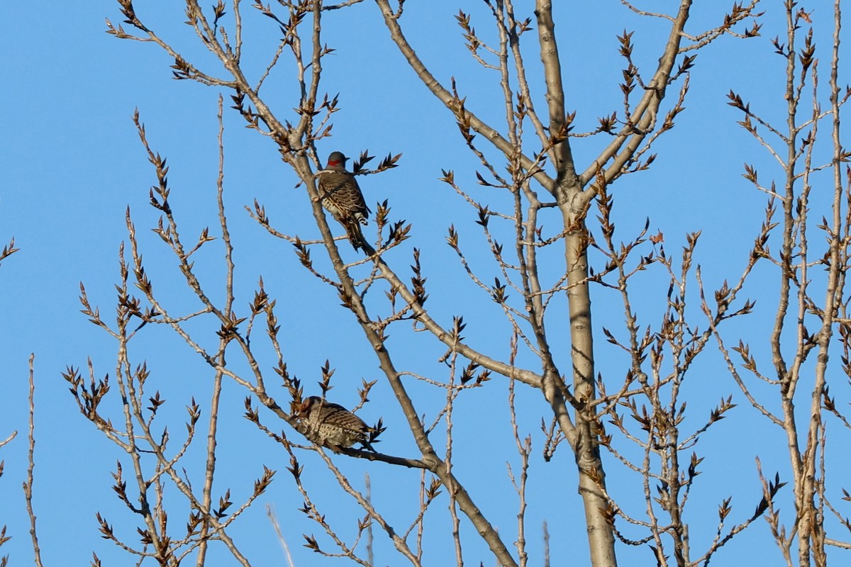 Northern Flicker - ML645998133