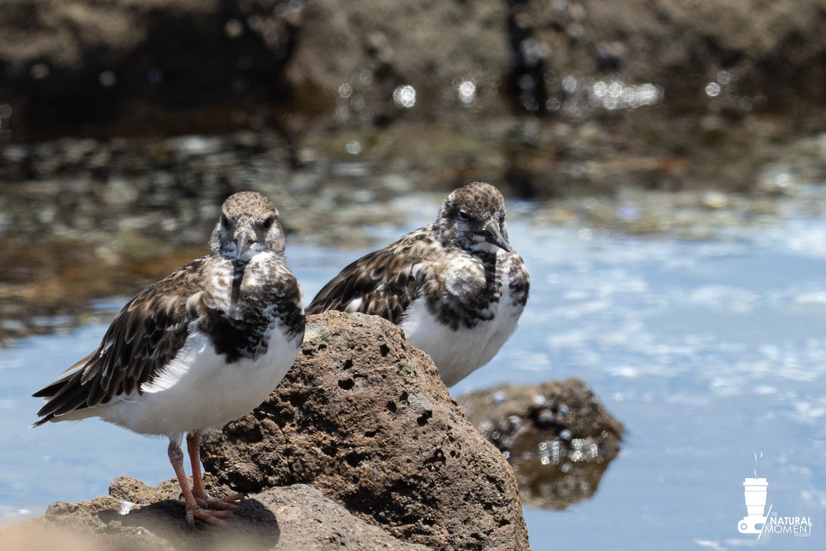 Ruddy Turnstone - ML645998151