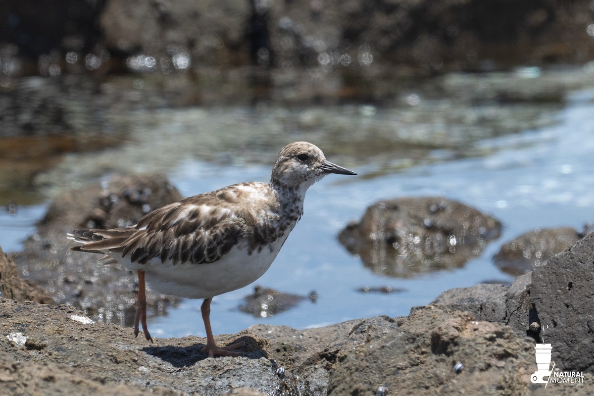 Ruddy Turnstone - ML645998152